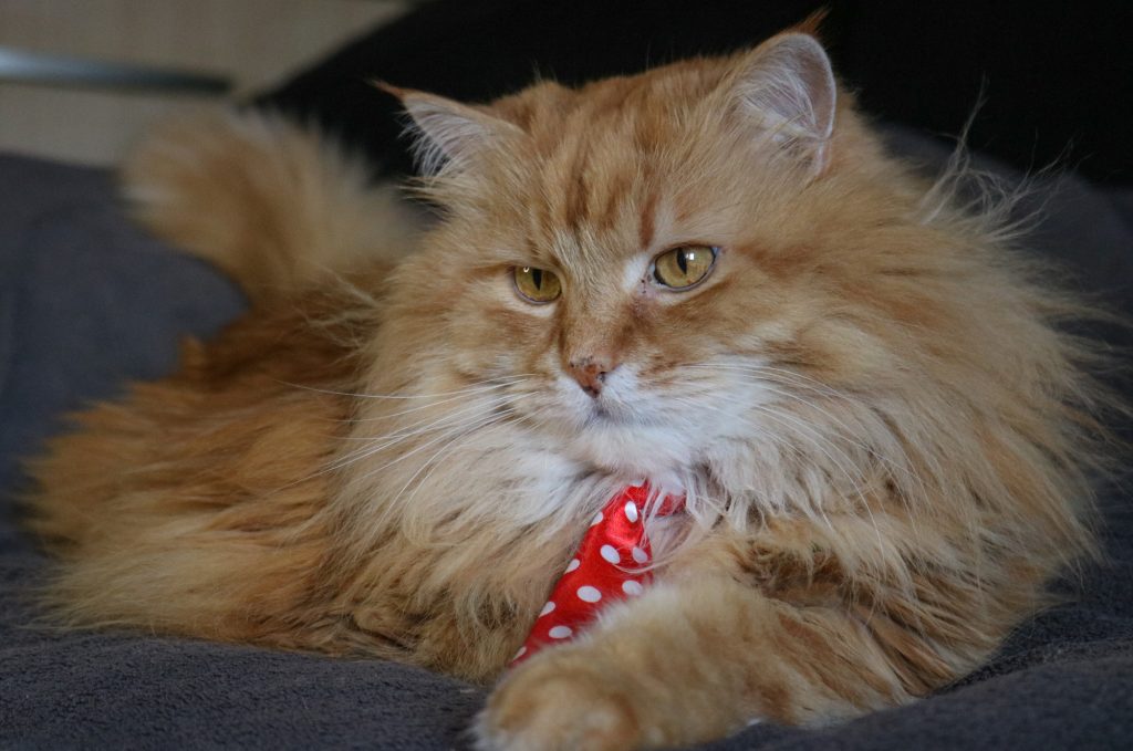 Fluffy cat